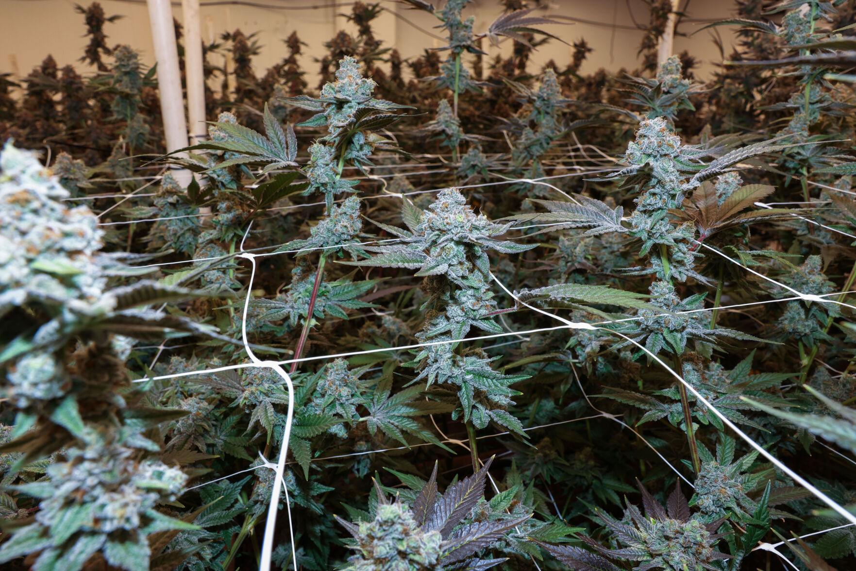 La Crosse Cannabis farm